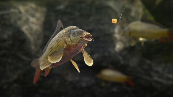 SCUM: Complete Bundle 