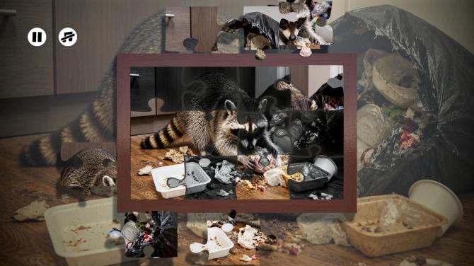 Puzzles Raccoons 