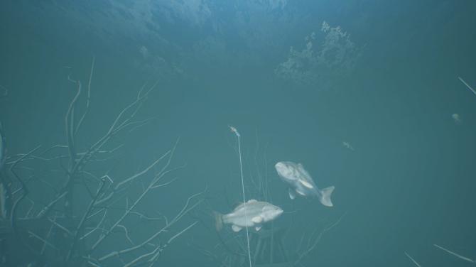 Bassmaster Fishing 2022: Super Deluxe Edition 