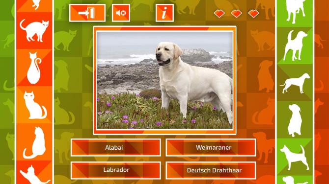 JQ: dogs & cats 