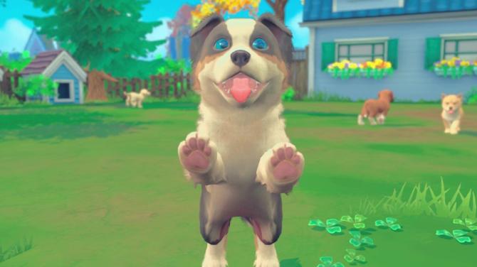 My Universe - Puppies & Kittens 