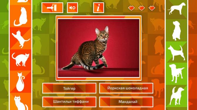 JQ: dogs & cats 