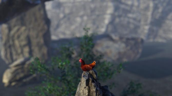 Unlucky Chicken 