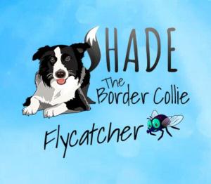 SHADE The Border Collie Flycatcher