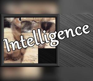 Intelligence