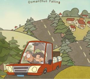Osmanthus Falling